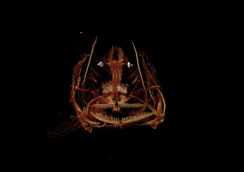 Illustration for article titled Este pequeño horror es el pez capturado a más profundidad de la historia: 8.178 metros